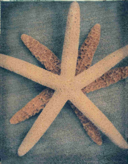 Kompatibel Stillleben für Jahrriesnge starfish-lpf00176 Compatible Stillleben Jahrriesnge for starfish-lpf00176