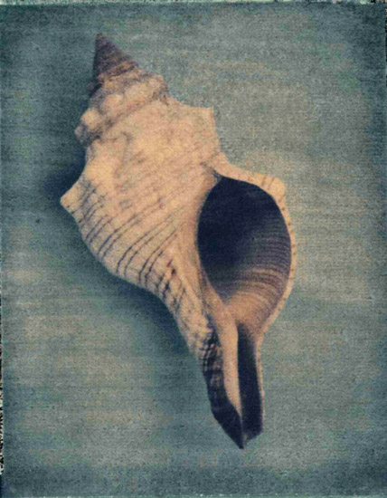 Kompatibel Stillleben für Jahrriesnge conch-lpf00177 Compatible Stillleben Jahrriesnge for conch-lpf00177