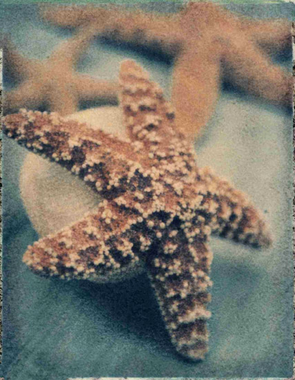 Kompatibel Stillleben für Jahrriesnge starfish-lpf00178 Compatible Stillleben Jahrriesnge for starfish-lpf00178