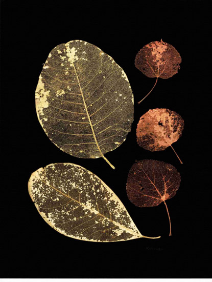 Kompatibel Stillleben für Jahrriesnge leaf-lpf00499 Compatible Stillleben Jahrriesnge for leaf-lpf00499