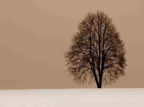 Kompatibel Landschaft für JAHRRIESNGE trees-lpf00759 Compatible Landschaft JAHRRIESNGE for trees-lpf00759