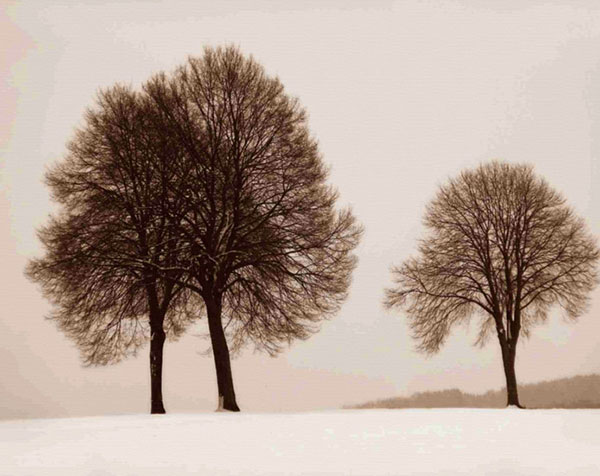 Kompatibel Landschaft für JAHRRIESNGE trees-lpf00760 Compatible Landschaft JAHRRIESNGE for trees-lpf00760