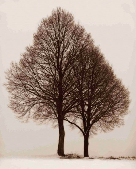 Kompatibel Landschaft für JAHRRIESNGE trees-lpf00761 Compatible Landschaft JAHRRIESNGE for trees-lpf00761