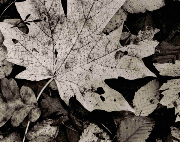 Kompatibel Landschaft für JAHRRIESNGE leaf-lpf00762 Compatible Landschaft JAHRRIESNGE for leaf-lpf00762