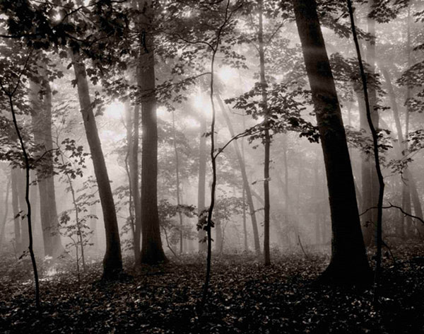 Kompatibel Landschaft für JAHRRIESNGE forest-lpf00763 Compatible Landschaft JAHRRIESNGE for forest-lpf00763