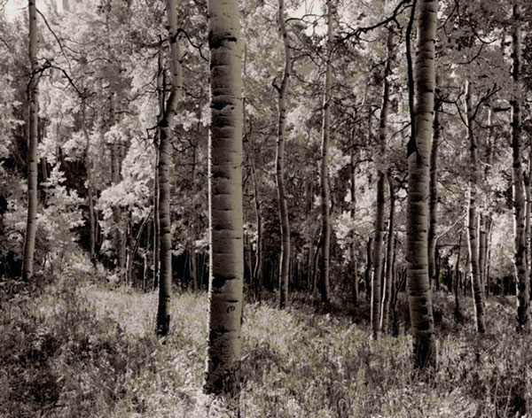 Kompatibel Landschaft für JAHRRIESNGE forest-lpf00765 Compatible Landschaft JAHRRIESNGE for forest-lpf00765