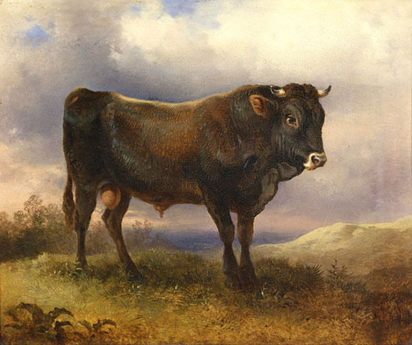 Kompatibel Tiere für Jahrriesnge Angus-cattle-lpf02596 Compatible Tiere Jahrriesnge for Angus-cattle-lpf02596