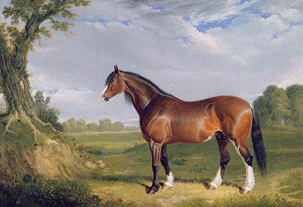 Kompatibel Tiere für Jahrriesnge horse-lpf02611 Compatible Tiere Jahrriesnge for horse-lpf02611