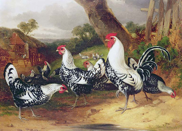 Kompatibel Tiere für Jahrriesnge chicken-lpf02619 Compatible Tiere Jahrriesnge for chicken-lpf02619