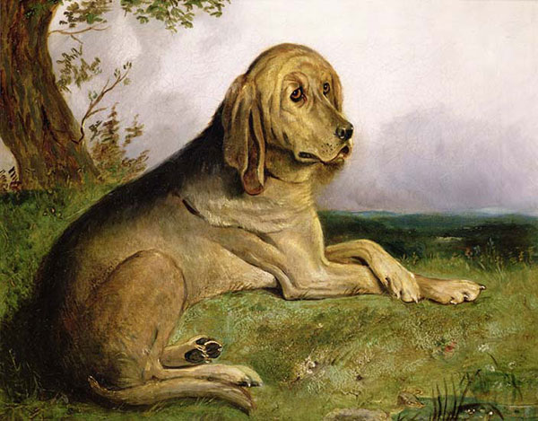 Kompatibel Tiere für Jahrriesnge dog-lpf02639 Compatible Tiere Jahrriesnge for dog-lpf02639