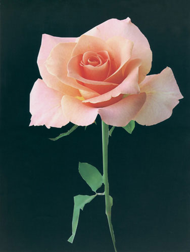 Kompatibel Blumen für JAHRRIESNGE flower lpf04566 Compatible Blumen JAHRRIESNGE for flower lpf04566