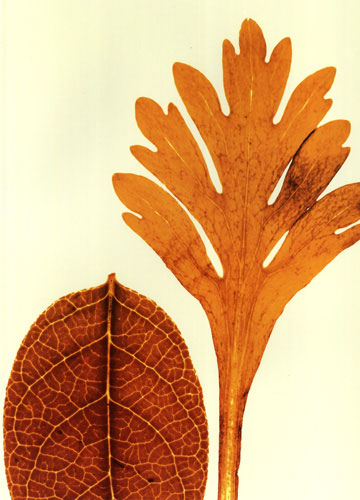 Kompatibel Blumen für JAHRRIESNGE leaves lpf04761 Compatible Blumen JAHRRIESNGE for leaves lpf04761