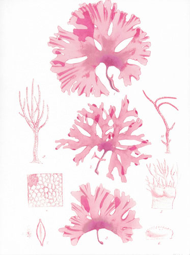 Kompatibel Blumen für JAHRRIESNGE flowers lpf04837 Compatible Blumen JAHRRIESNGE for flowers lpf04837