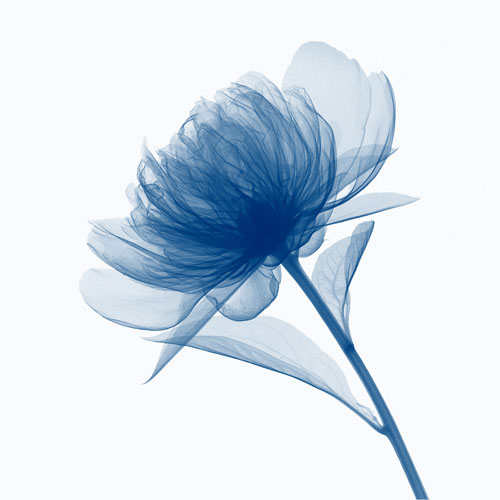 Kompatibel Blumen für JAHRRIESNGE flowers lpf04847 Compatible Blumen JAHRRIESNGE for flowers lpf04847