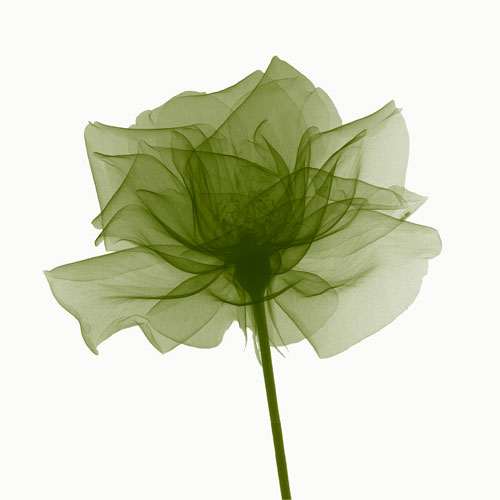 Kompatibel Blumen für JAHRRIESNGE flowers lpf04848 Compatible Blumen JAHRRIESNGE for flowers lpf04848