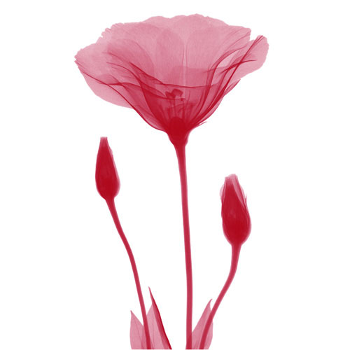 Kompatibel Blumen für JAHRRIESNGE flowers lpf04849 Compatible Blumen JAHRRIESNGE for flowers lpf04849