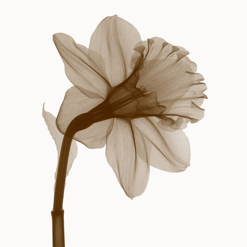Kompatibel Blumen für JAHRRIESNGE flowers lpf04850 Compatible Blumen JAHRRIESNGE for flowers lpf04850