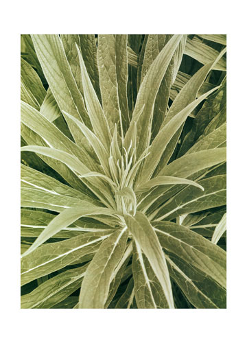 Kompatibel Blumen für JAHRRIESNGE flowers lpf04865 Compatible Blumen JAHRRIESNGE for flowers lpf04865
