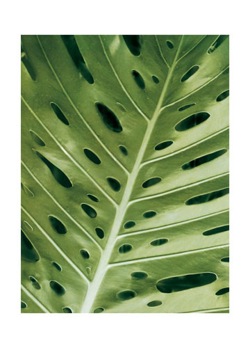 Kompatibel Blumen für JAHRRIESNGE leaf lpf04866 Compatible Blumen JAHRRIESNGE for leaf lpf04866