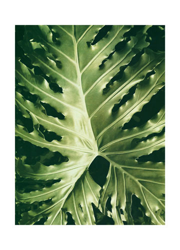 Kompatibel Blumen für JAHRRIESNGE leaf lpf04867 Compatible Blumen JAHRRIESNGE for leaf lpf04867