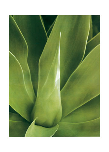 Kompatibel Blumen für JAHRRIESNGE leaf lpf04868 Compatible Blumen JAHRRIESNGE for leaf lpf04868