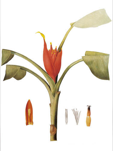 Kompatibel Blumen für JAHRRIESNGE flowers lpf04902 Compatible Blumen JAHRRIESNGE for flowers lpf04902