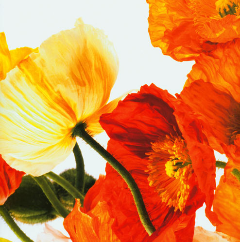 Kompatibel Blumen für JAHRRIESNGE flowers lpf04989 Compatible Blumen JAHRRIESNGE for flowers lpf04989