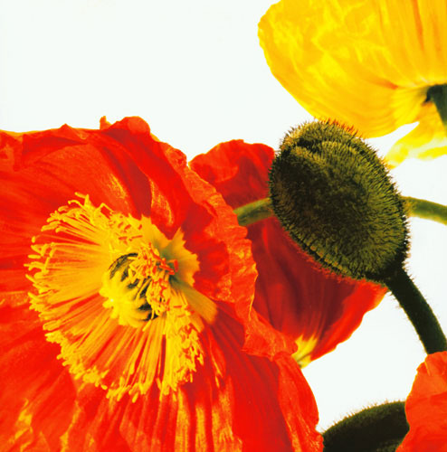 Kompatibel Blumen für JAHRRIESNGE flowers lpf04990 Compatible Blumen JAHRRIESNGE for flowers lpf04990