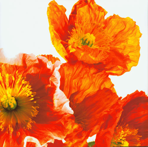 Kompatibel Blumen für JAHRRIESNGE flowers lpf04992 Compatible Blumen JAHRRIESNGE for flowers lpf04992