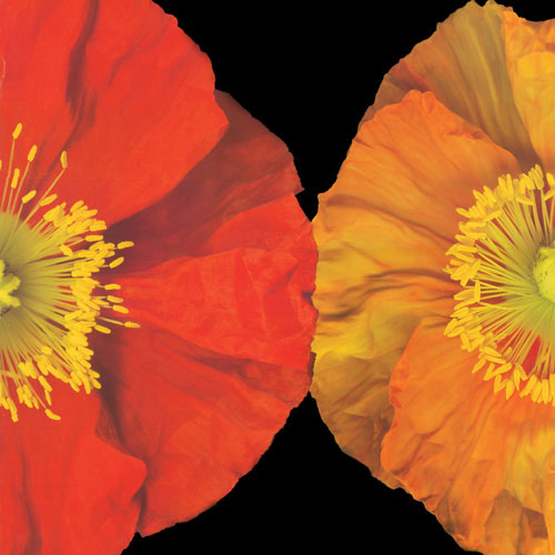 Kompatibel Blumen für JAHRRIESNGE flower lpf05048 Compatible Blumen JAHRRIESNGE for flower lpf05048