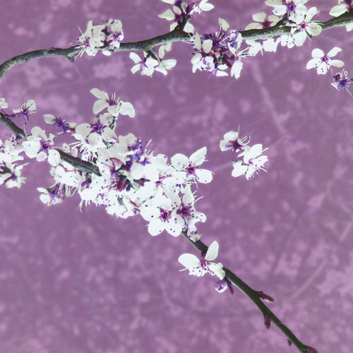 Kompatibel Blumen für JAHRRIESNGE purple leaf plum lpf05058 Compatible Blumen JAHRRIESNGE for purple leaf plum lpf05058