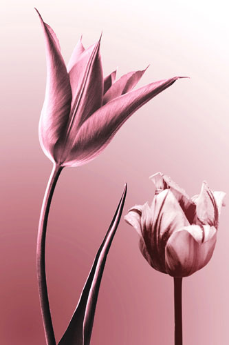 Kompatibel Blumen für JAHRRIESNGE flowers lpf05089 Compatible Blumen JAHRRIESNGE for flowers lpf05089