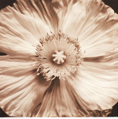 Kompatibel Blumen für JAHRRIESNGE flowers lpf05093 Compatible Blumen JAHRRIESNGE for flowers lpf05093