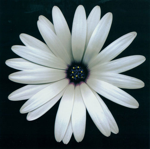 Kompatibel Blumen für JAHRRIESNGE flowers lpf05423 Compatible Blumen JAHRRIESNGE for flowers lpf05423