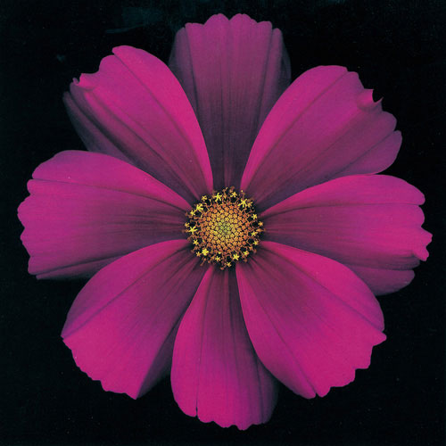 Kompatibel Blumen für JAHRRIESNGE flowers lpf05424 Compatible Blumen JAHRRIESNGE for flowers lpf05424