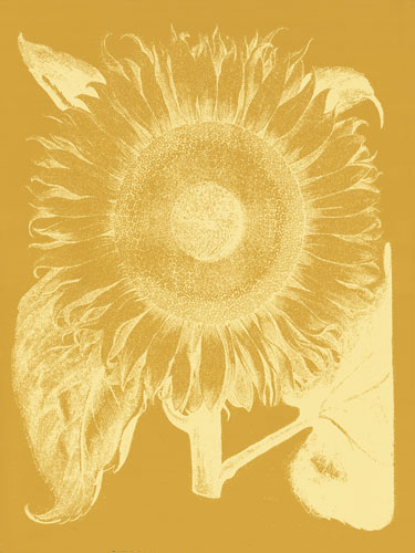 Kompatibel Blumen für JAHRRIESNGE flowers-lpf06714 Compatible Blumen JAHRRIESNGE for flowers-lpf06714