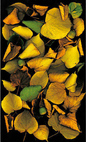 Kompatibel Blumen für JAHRRIESNGE flowers-lpf06752 Compatible Blumen JAHRRIESNGE for flowers-lpf06752