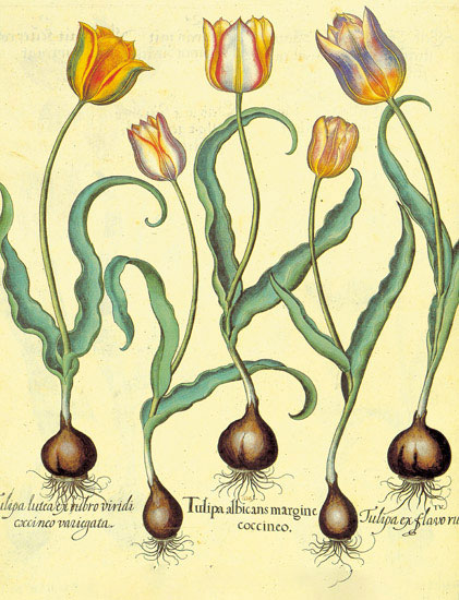 Kompatibel Blumen für JAHRRIESNGE flowers-lpf06877 Compatible Blumen JAHRRIESNGE for flowers-lpf06877