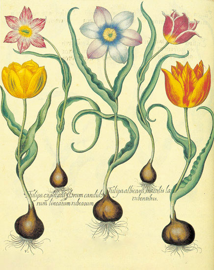 Kompatibel Blumen für JAHRRIESNGE flowers-lpf06878 Compatible Blumen JAHRRIESNGE for flowers-lpf06878