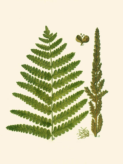 Kompatibel Blumen für JAHRRIESNGE leaves-lpf06898 Compatible Blumen JAHRRIESNGE for leaves-lpf06898