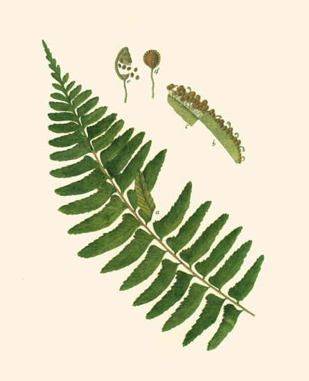 Kompatibel Blumen für JAHRRIESNGE leaves-lpf06899 Compatible Blumen JAHRRIESNGE for leaves-lpf06899