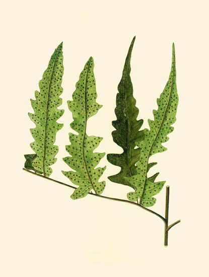 Kompatibel Blumen für JAHRRIESNGE leaves-lpf06901 Compatible Blumen JAHRRIESNGE for leaves-lpf06901
