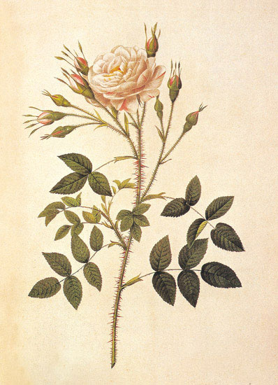Kompatibel Blumen für JAHRRIESNGE flowers-lpf06946 Compatible Blumen JAHRRIESNGE for flowers-lpf06946