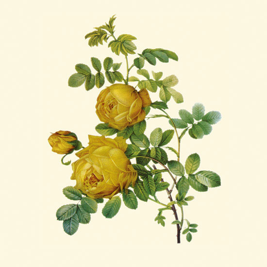 Kompatibel Blumen für JAHRRIESNGE flowers-lpf06955 Compatible Blumen JAHRRIESNGE for flowers-lpf06955
