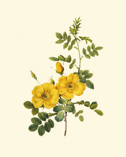 Kompatibel Blumen für JAHRRIESNGE flowers-lpf06959 Compatible Blumen JAHRRIESNGE for flowers-lpf06959