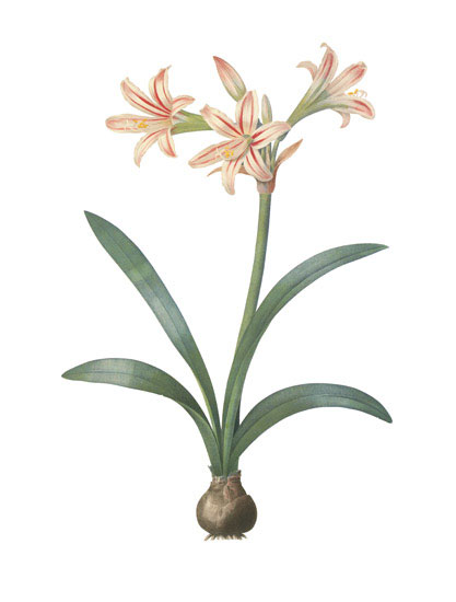 Kompatibel Blumen für JAHRRIESNGE flowers-lpf07000 Compatible Blumen JAHRRIESNGE for flowers-lpf07000