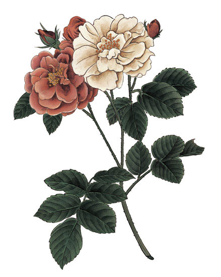 Kompatibel Blumen für JAHRRIESNGE flowers-lpf07001 Compatible Blumen JAHRRIESNGE for flowers-lpf07001