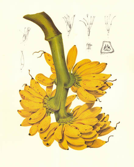 Kompatibel Blumen für JAHRRIESNGE flowers-lpf07026 Compatible Blumen JAHRRIESNGE for flowers-lpf07026