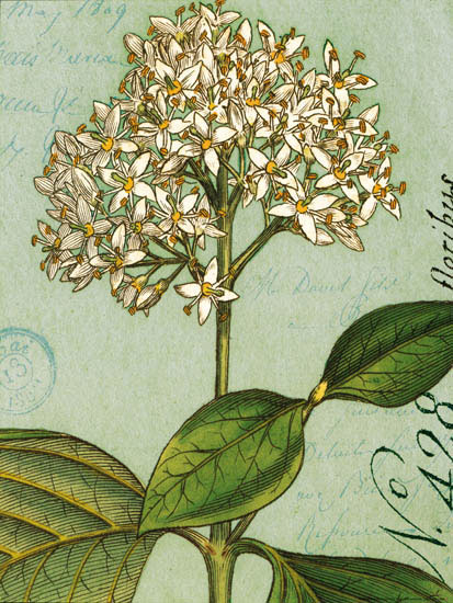 Kompatibel Blumen für JAHRRIESNGE flowers-lpf07271 Compatible Blumen JAHRRIESNGE for flowers-lpf07271