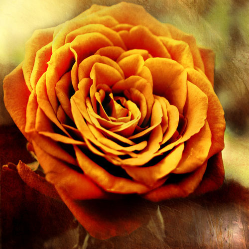 Kompatibel Blumen für JAHRRIESNGE flowers-lpf07533 Compatible Blumen JAHRRIESNGE for flowers-lpf07533